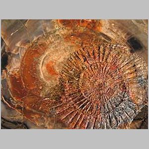 3.Medusenblick.JPG